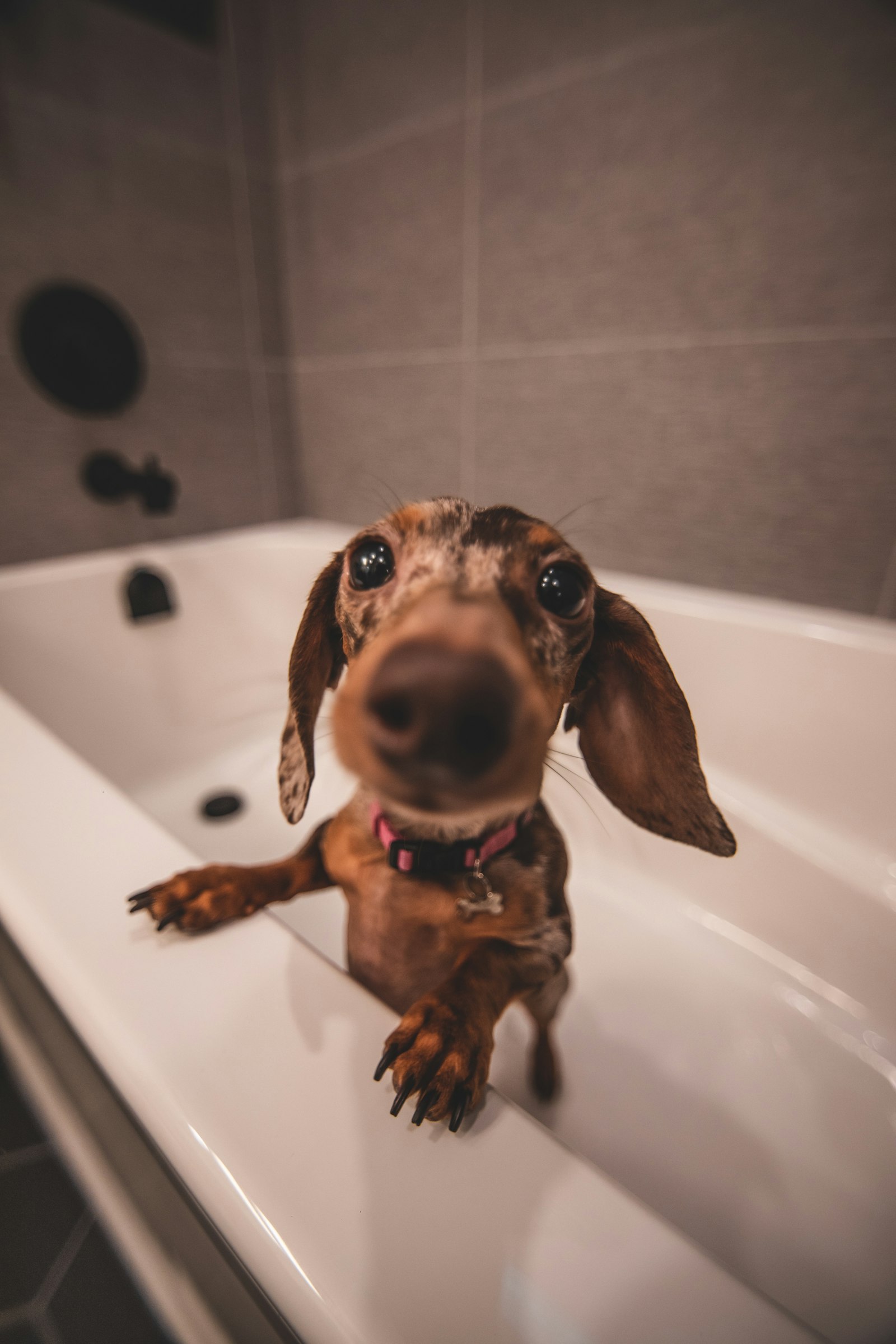 Dachshund in the bath