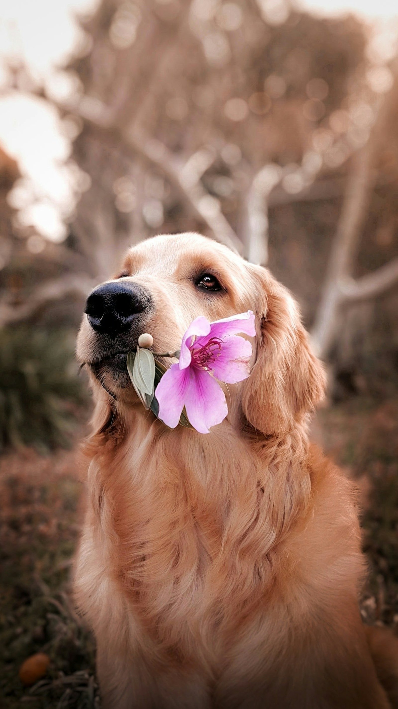 Golden retriever holding a flower
