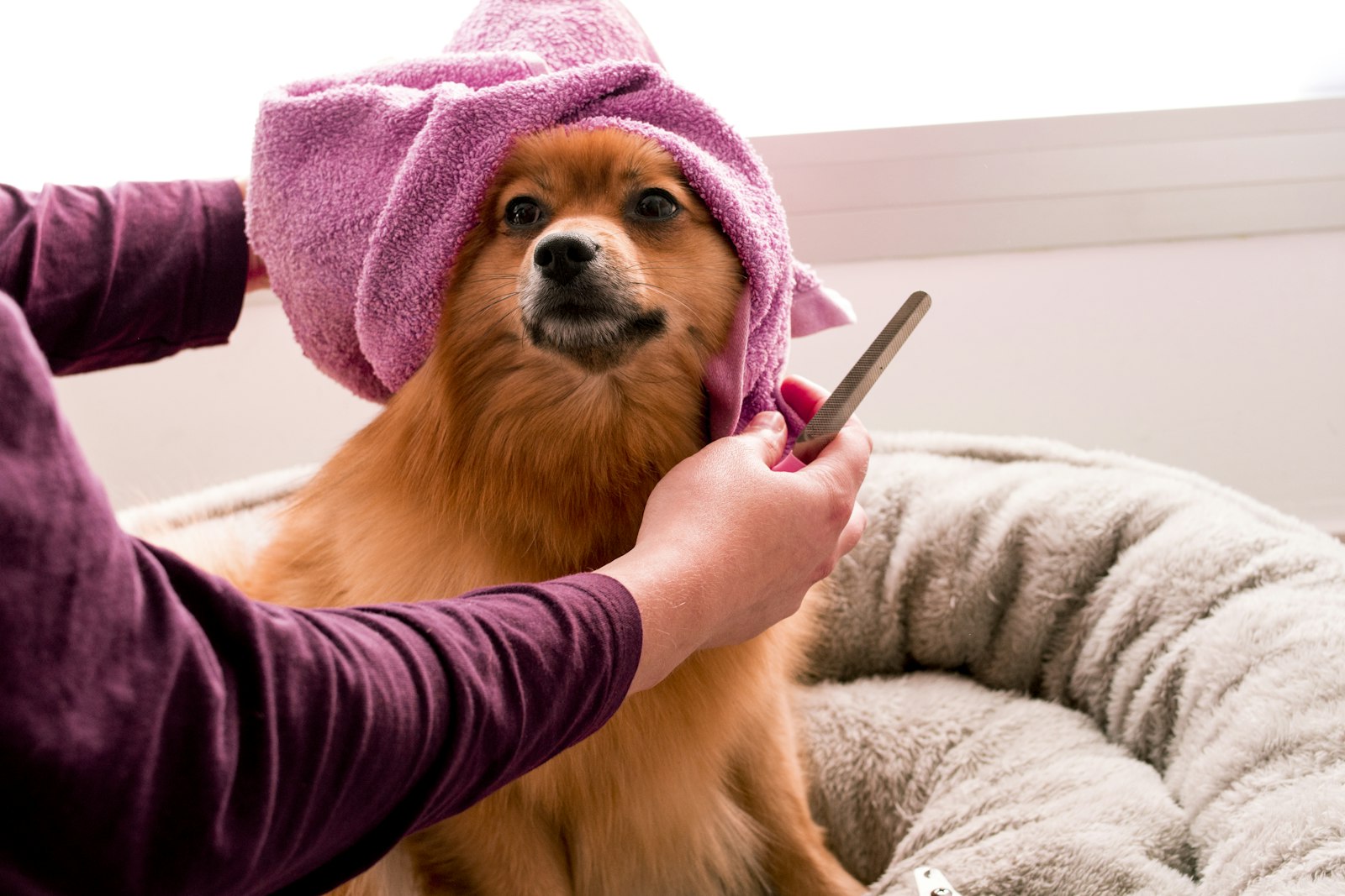 Pomeranian wrapped in a towel after a bath at Bramble & Bark