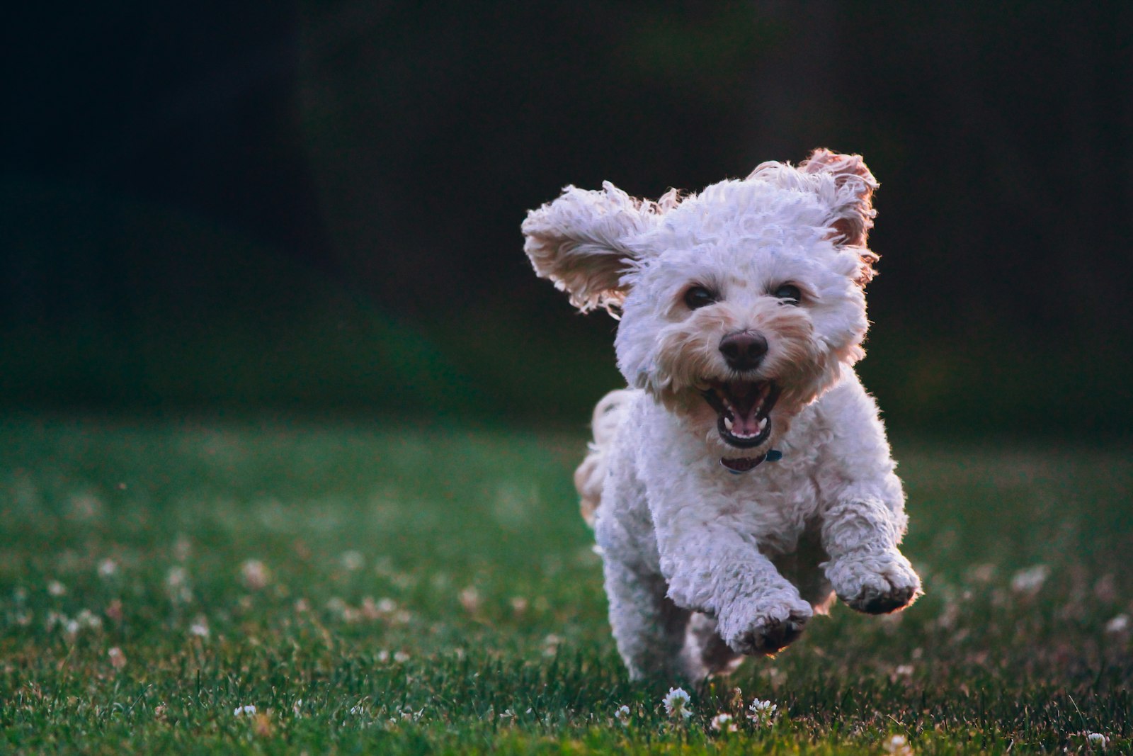 Freshly groomed dog running
