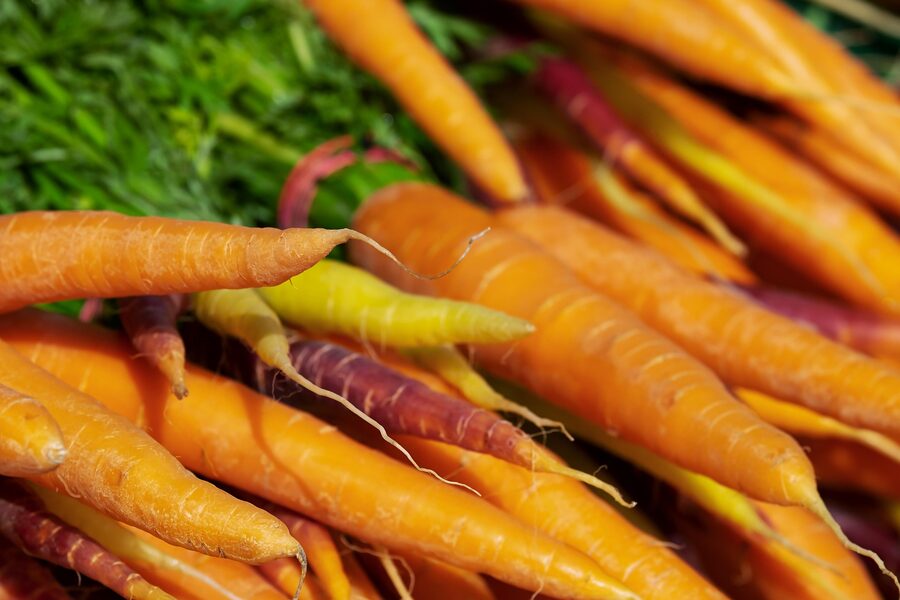 Freshly harvested colourful carrots from Nika Farms