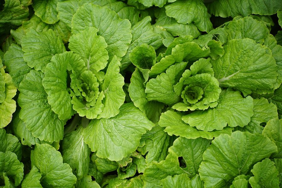 Fresh green leafy vegetables grown by Nika Farms