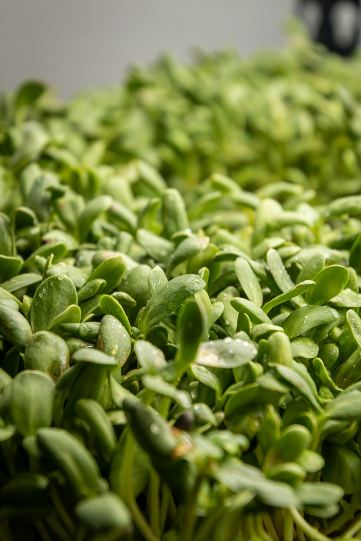 Fresh microgreens grown by Nika Farms