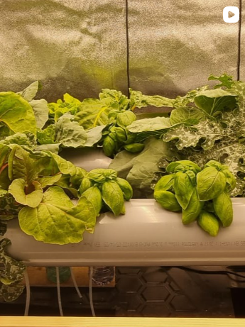 Nika Farms Instagram post: fresh greens and herbs growing under grow lights