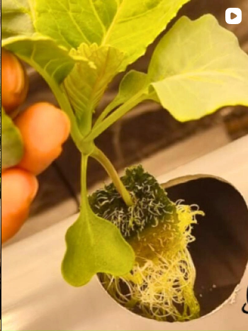 Nika Farms Instagram post: young plant growing hydroponically with visible roots
